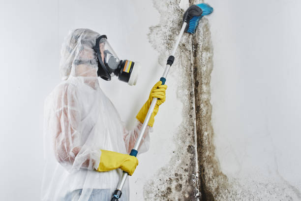 Best Local Mold Removal Service  in Water Mill, NY