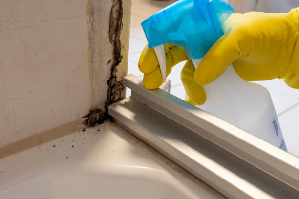 Best Professional Mold Removal  in Water Mill, NY