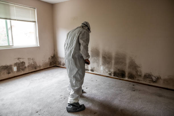 Certified Mold Removal in Water Mill, NY