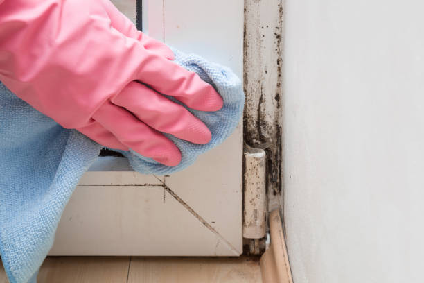 Best Certified Mold Removal  in Water Mill, NY